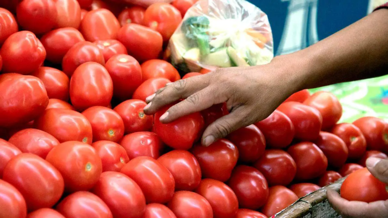 EE.UU. impone arancel del 17.09 % al jitomate mexicano: productores advierten alza en precios y riesgo laboral