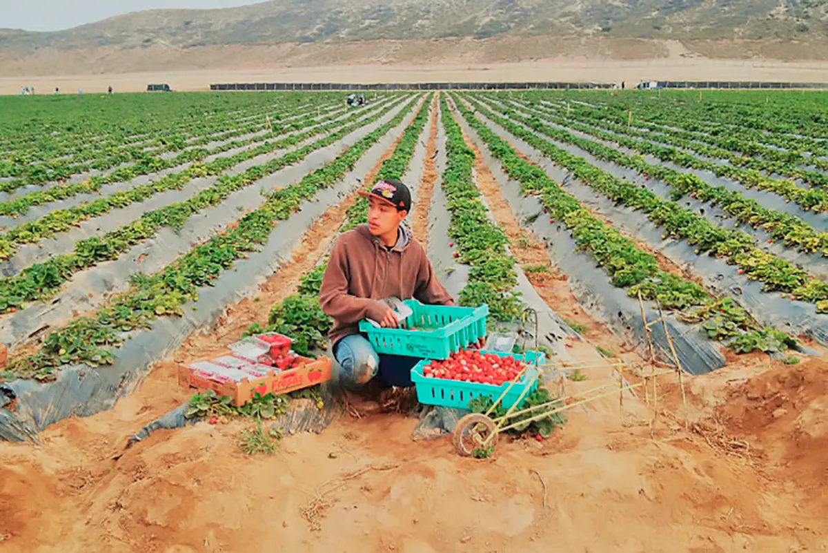Arancel al jitomate mexicano pone en jaque al campo de San Quintín, BC