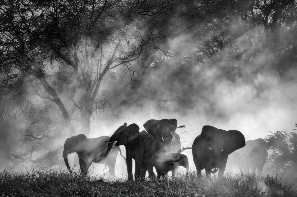Fotograma en blanco y negro de una manada de elefantes en Angola rodeados de neblina, de la película documental Ghost Elephants de Werner Herzog.