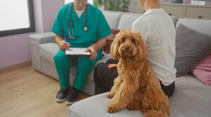 Dueños de mascotas cruzan a Tijuana por atención veterinaria más económica