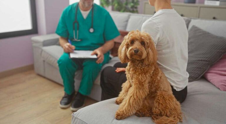 Dueños de mascotas cruzan a Tijuana por atención veterinaria más económica