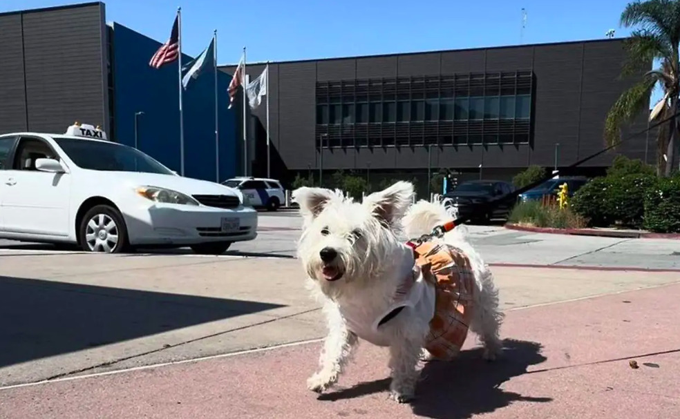 Un pequeño perro West Highland White Terrier con un chaleco y falda de cuadros naranjas, caminando con correa en una acera cerca de la Garita de San Ysidro con la bandera de Estados Unidos al fondo.