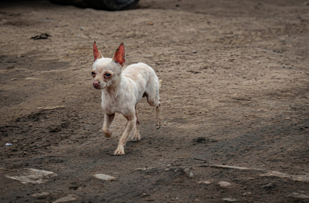 Un pequeño perro de raza chihuahua color blanco caminando sobre la tierra sucia y seca en una zona afectada por el fuego en el Cañón del Padre.