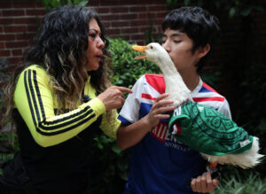 IMPI resuelve disputa por el Pato Merlín: la marca pertenece a su familia