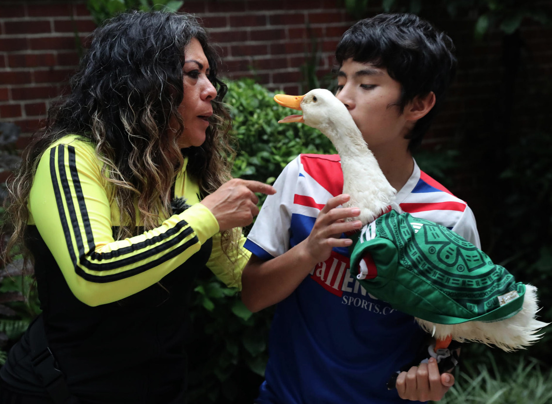 IMPI resuelve disputa por el Pato Merlín: la marca pertenece a su familia
