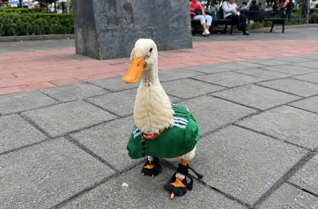 Un pato blanco doméstico camina sobre el suelo de adoquines grises de una plaza pública. El ave viste una pequeña camiseta deportiva color verde con franjas blancas en los hombros, similar al uniforme de la selección mexicana de fútbol, y lleva puestos unos pequeños tenis o botitas negras diseñadas para sus patas. Al fondo se observa una jardinera y personas sentadas en bancas de forma difuminada.