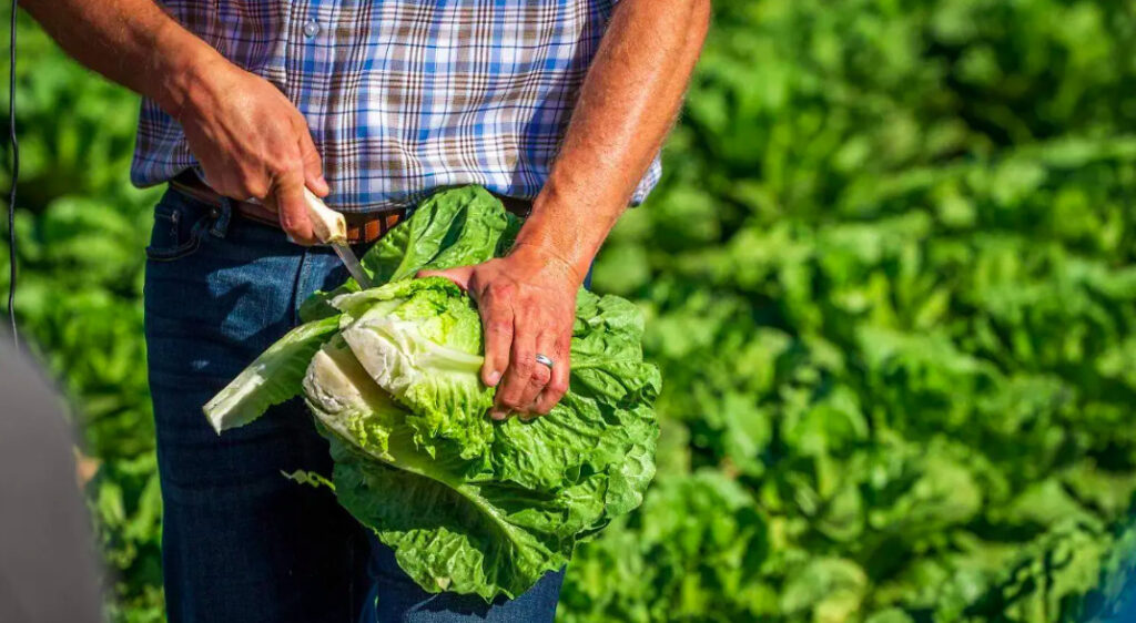 Fotografía en plano detalle recortada desde el torso de un agricultor en medio de un sembradío. El hombre viste una camisa a cuadros de tonos azules y blancos con jeans. Con su mano izquierda sujeta firmemente una lechuga orejona o romana verde y frondosa por su base, mientras que con la mano derecha empuña un cuchillo de mango claro con el que realiza un corte limpio al tallo expuesto de la hortaliza. Al fondo se observa un denso plantío verde desenfocado bajo la luz del sol.