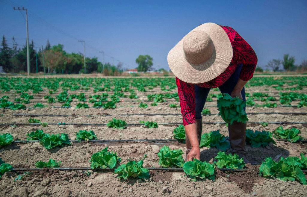 FDA descarta contaminación en lechuga mexicana, pero mantiene bajo investigación a Taylor Farms