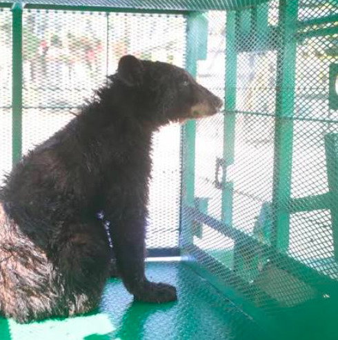 Fotografía en plano medio de perfil que muestra al oso Yogui de pelaje oscuro sentado sobre una superficie verde dentro de una jaula con malla metálica pintada de verde. El oso, de aproximadamente 25 años de edad, observa detenidamente hacia la derecha a través del enrejado metálico del recinto. La toma capta su silueta completa en posición erguida apoyado en sus patas delanteras en un espacio cerrado e iluminado por luz natural.