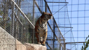 Tijuana: Medio Ambiente supervisará traslado de animales del Parque Morelos a UMAs y santuarios