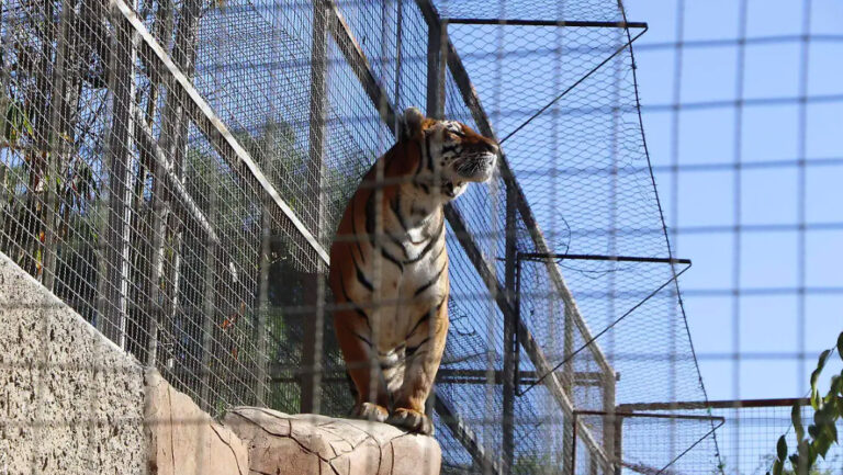 Tijuana: Medio Ambiente supervisará traslado de animales del Parque Morelos a UMAs y santuarios