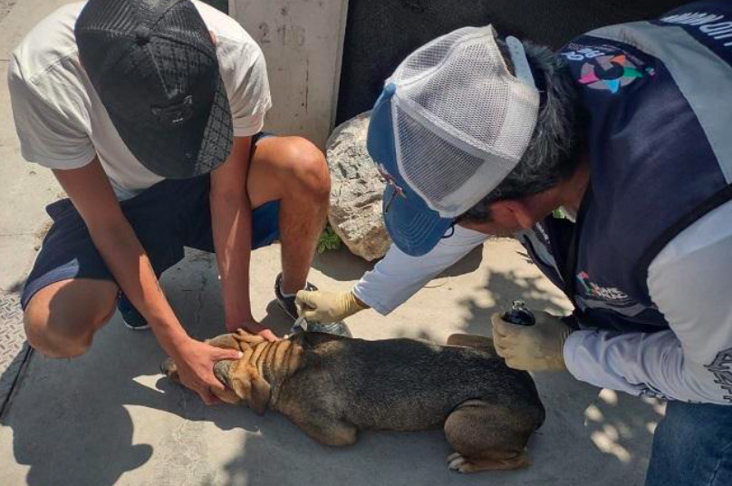 Fotografía en plano entero de un trabajador de salud o brigadista con el rostro cubierto por cubrebocas negro, gorra y sudadera con capucha gris. Lleva una bomba con tanque al hombro y sostiene una manguera de aspersión con la que aplica insecticida hacia la base de una planta de yuca o palma pequeña en el patio exterior de un domicilio, en un terreno de tierra junto a una cerca cubierta con malla de privacidad.