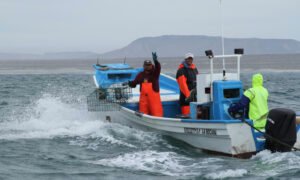 Septiembre trae seis vedas pesqueras: así afecta el calendario a Baja California