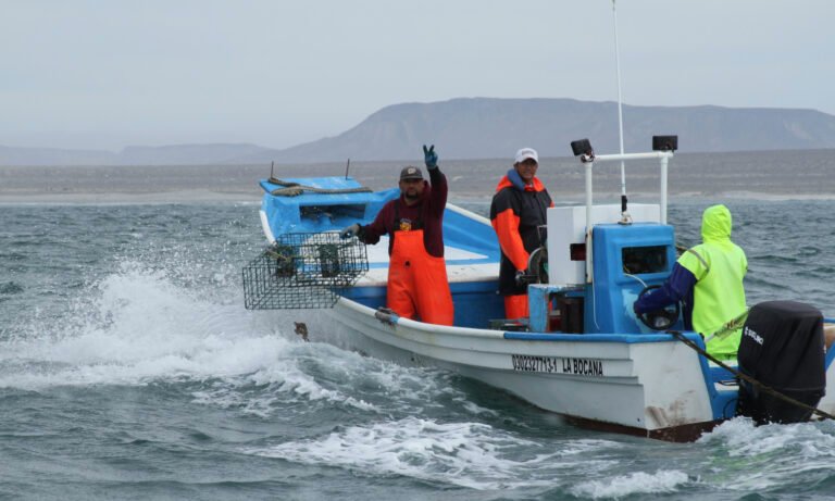 Septiembre trae seis vedas pesqueras: así afecta el calendario a Baja California